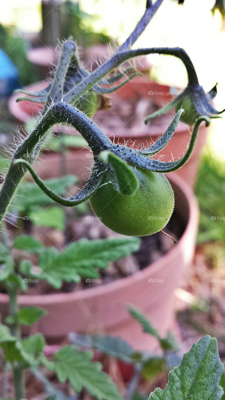 Unripe Tomato. Fruit