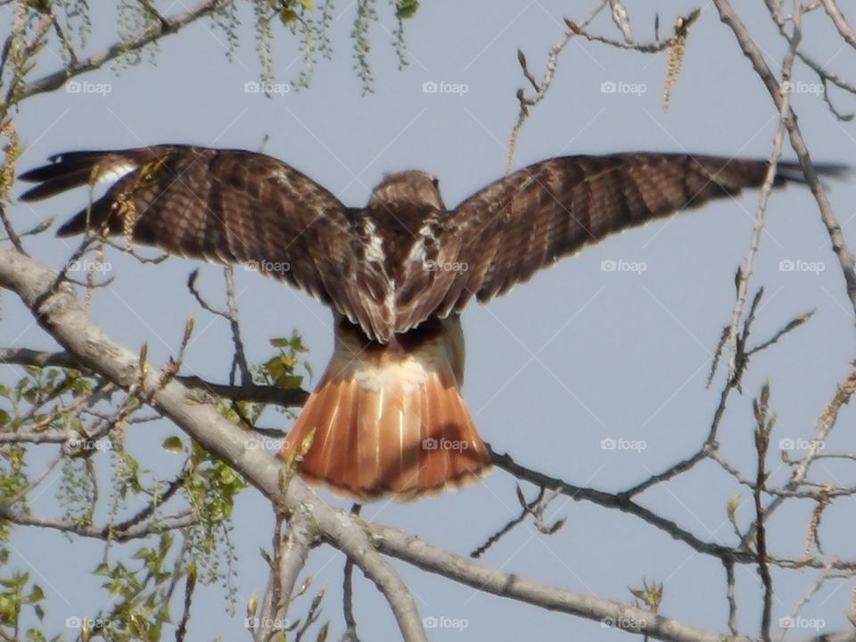 Red Tailed Hawk