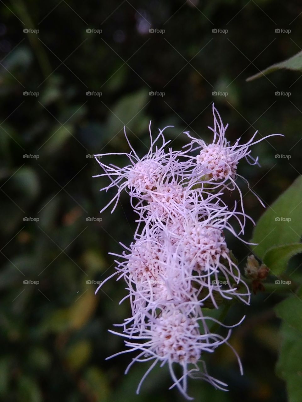 zoomed into the flower