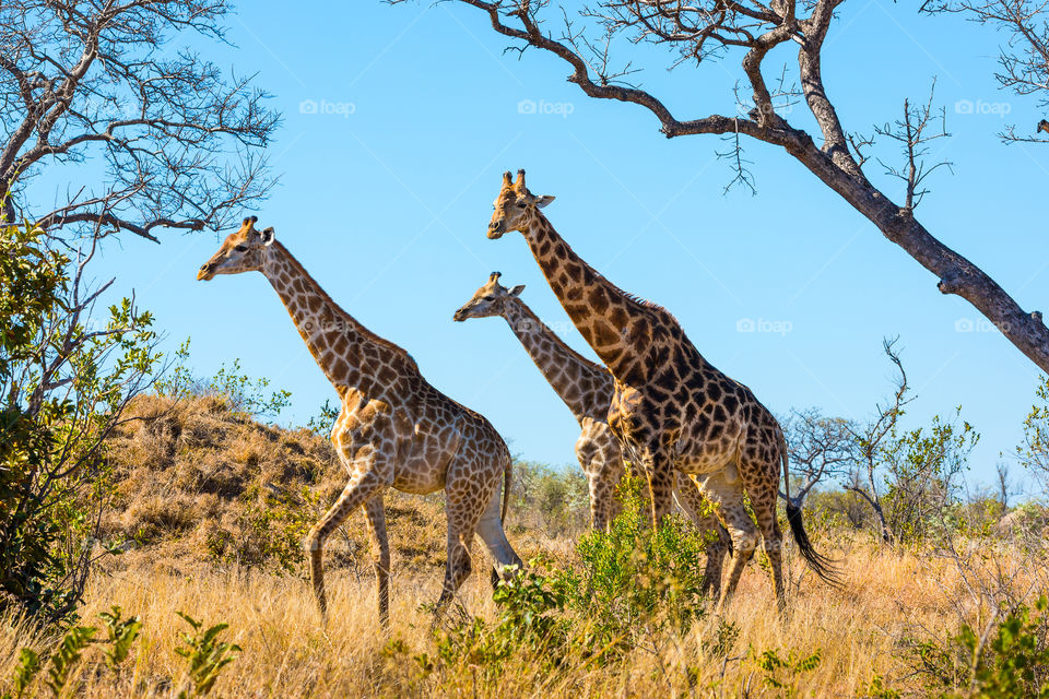 Three giraffes walking in the African bush. Love the grace and unity and similar shapes of this image. Photo taken at Kruger National Park South Africa