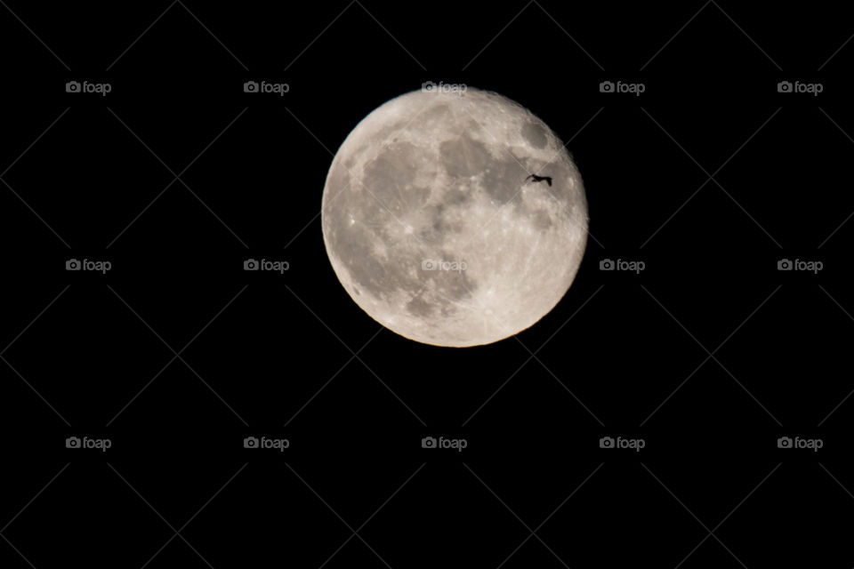 One bird flying to the full moon, supermoon - en fågel flyger till månen , fullmåne 