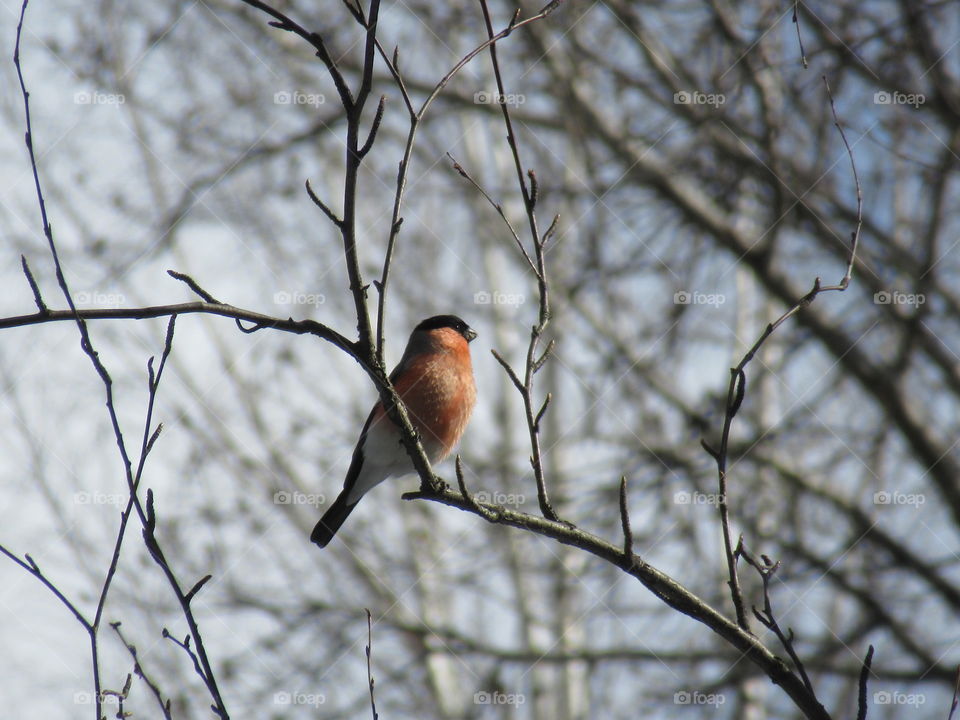 bullfinch on a tree branch, Ural Russia, April