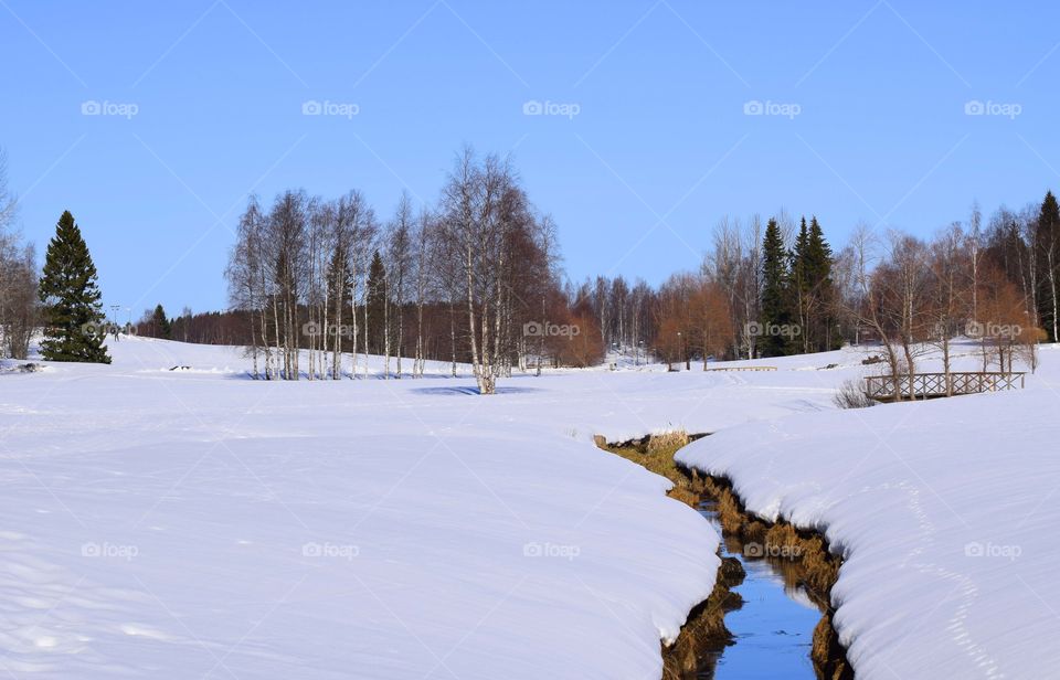 winter landscape tree