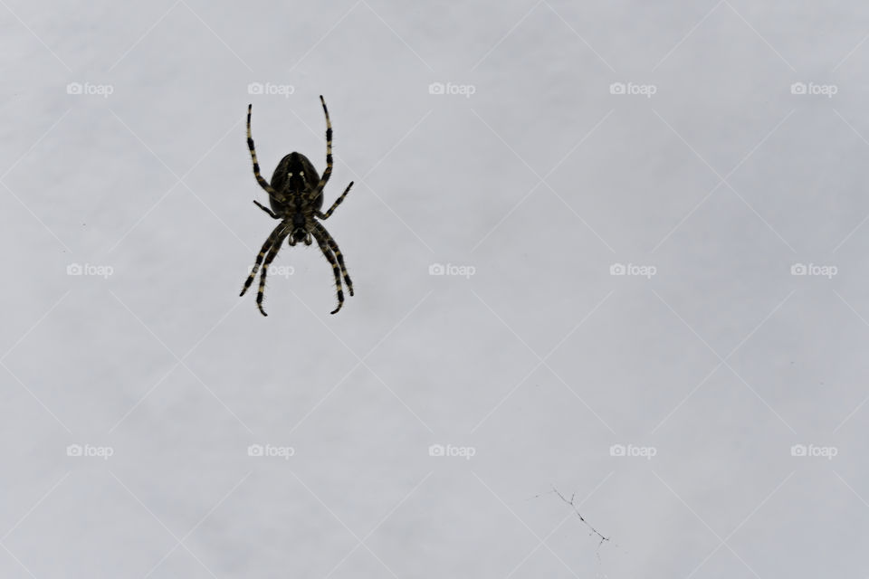 Monstrous spider in front of a white wall