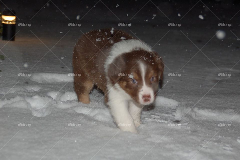 Snow puppy