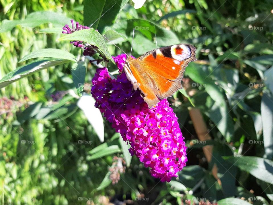 Butterfly Colors of nature 