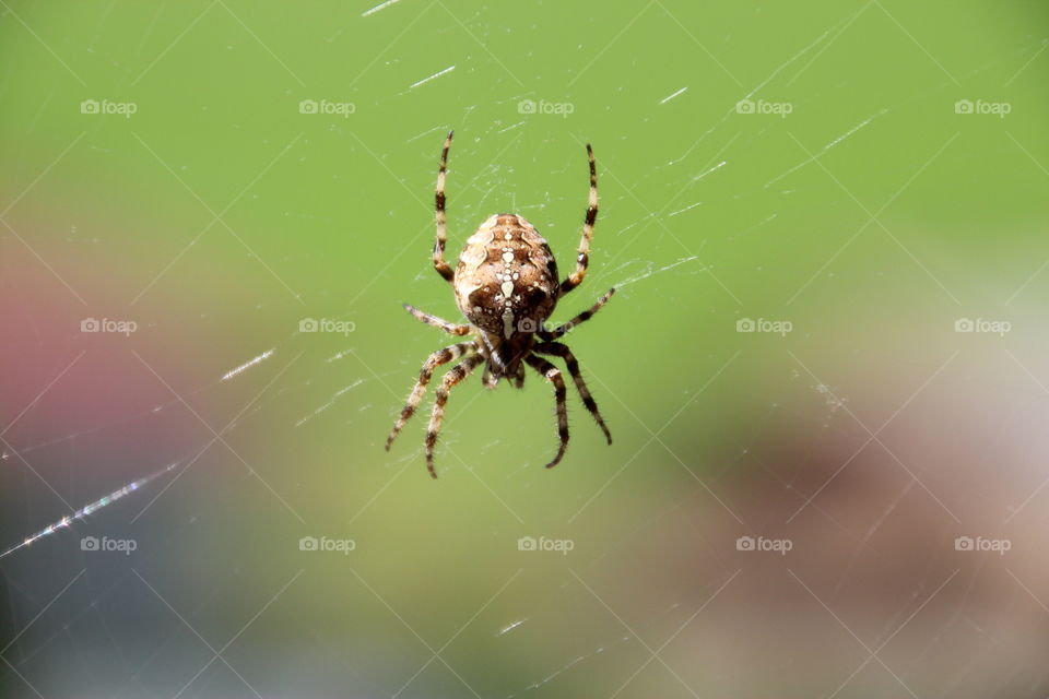 spider in jungle