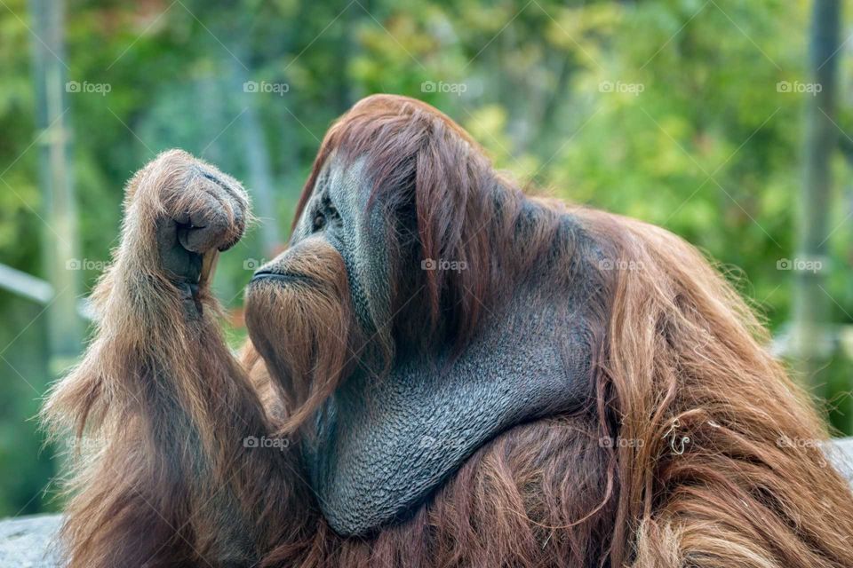 orangutan ape thinking with blurred background
