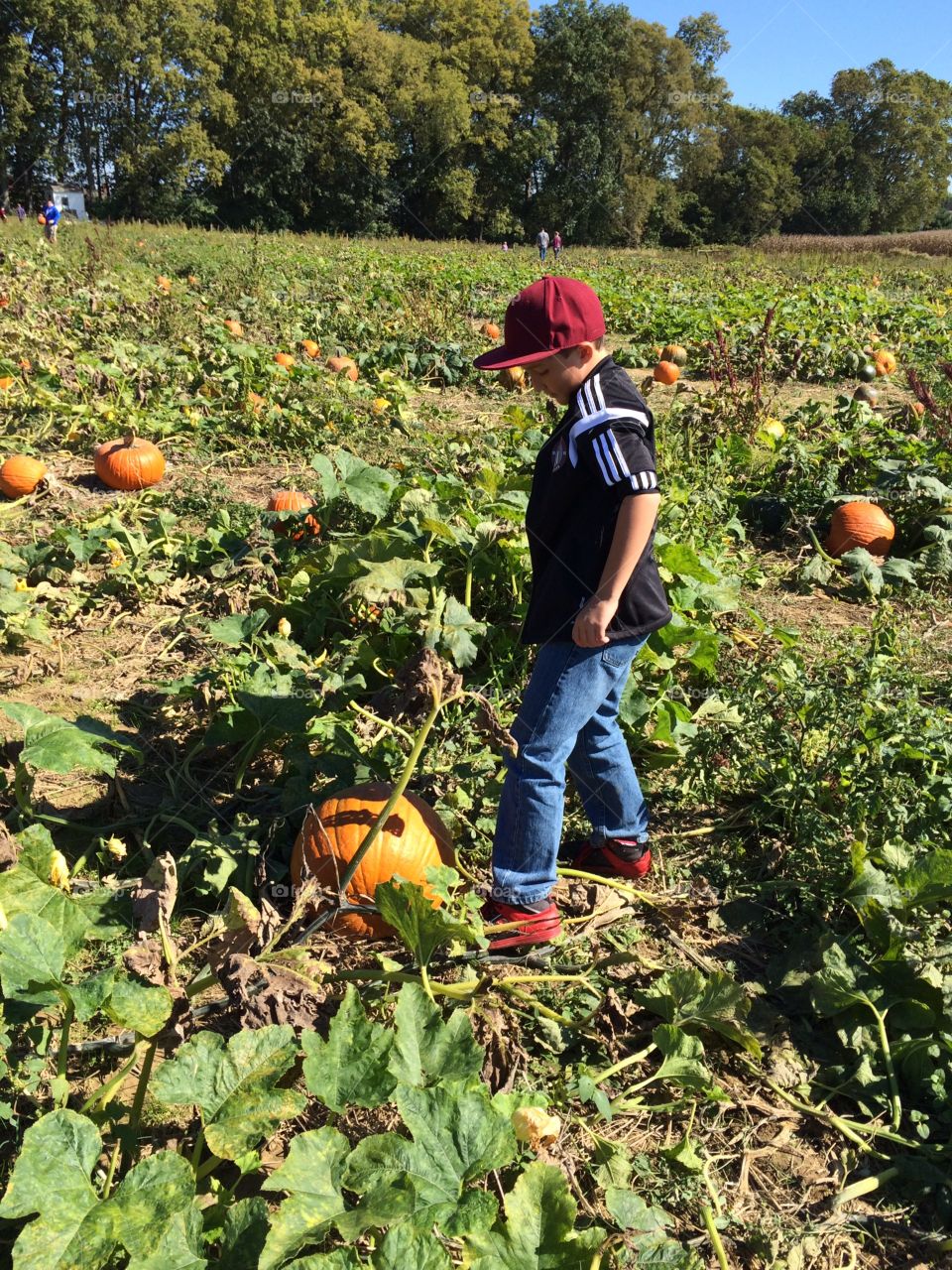 Pumpkin Picking. Annual Autumn Visit to the Pumpkin Farm
