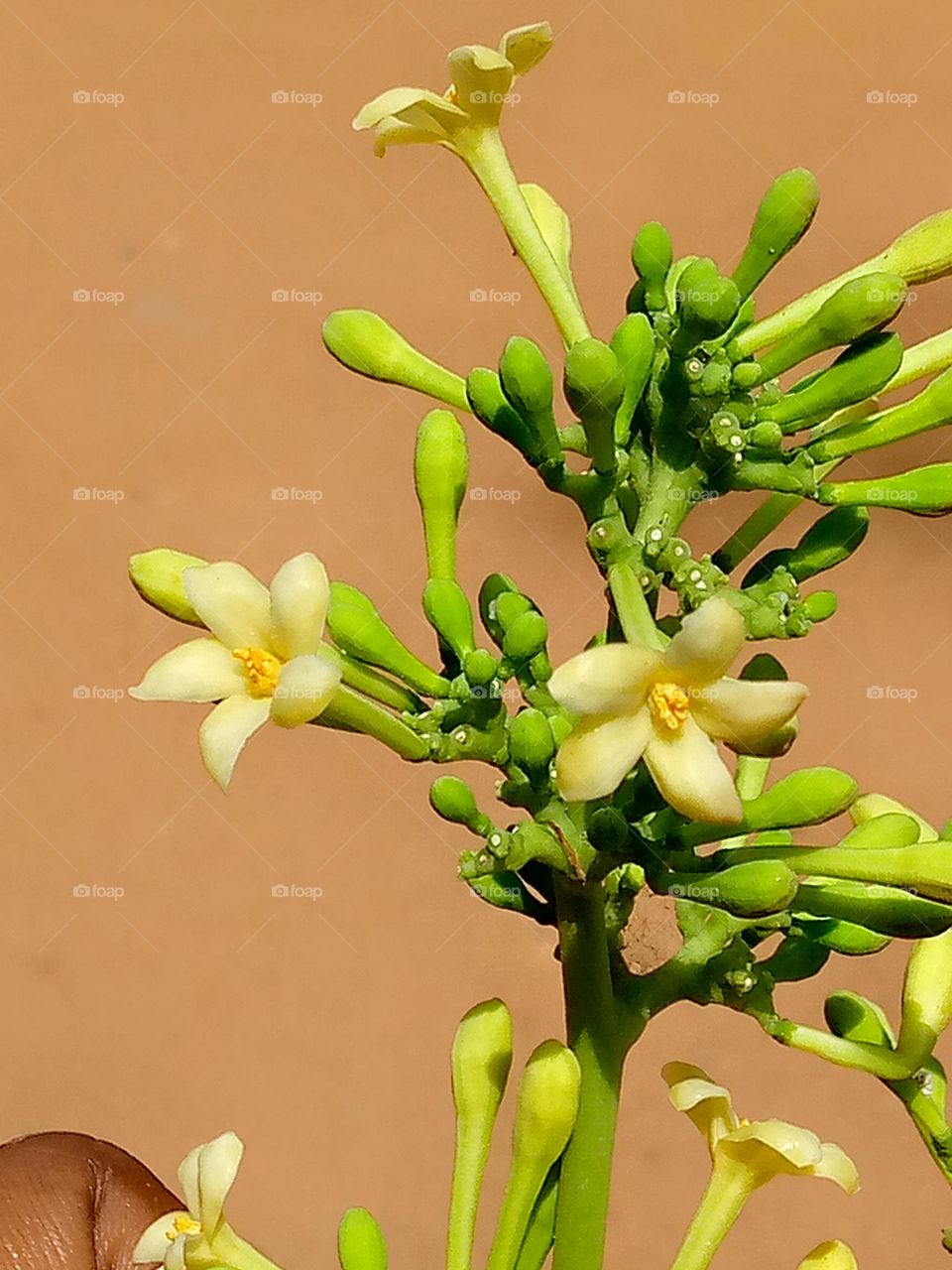 I really love sunny days, Wow