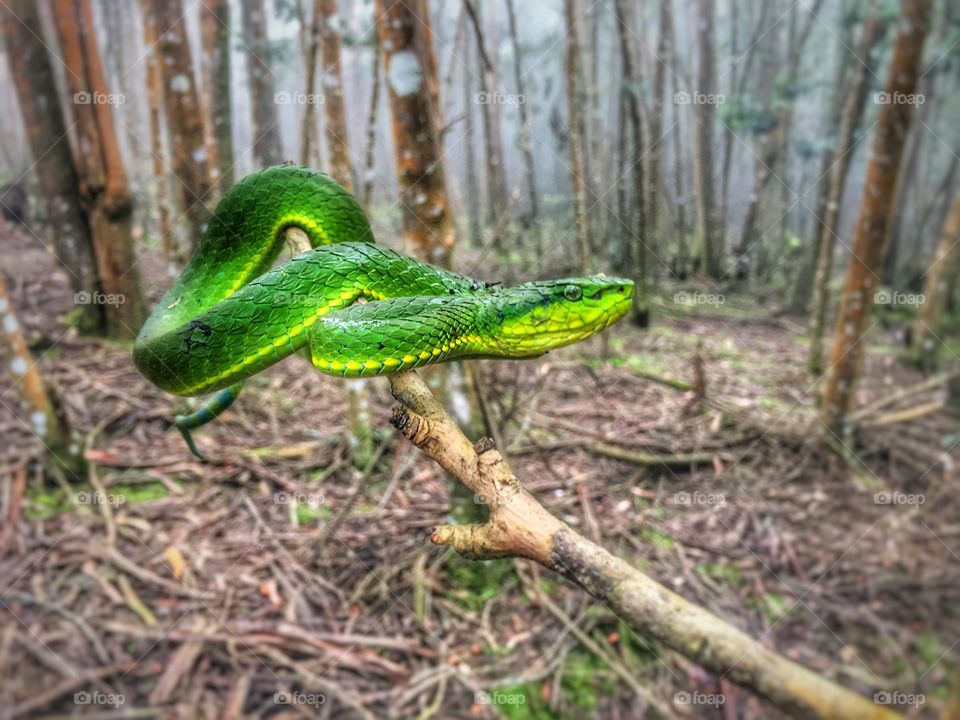 Green snake 🐍
