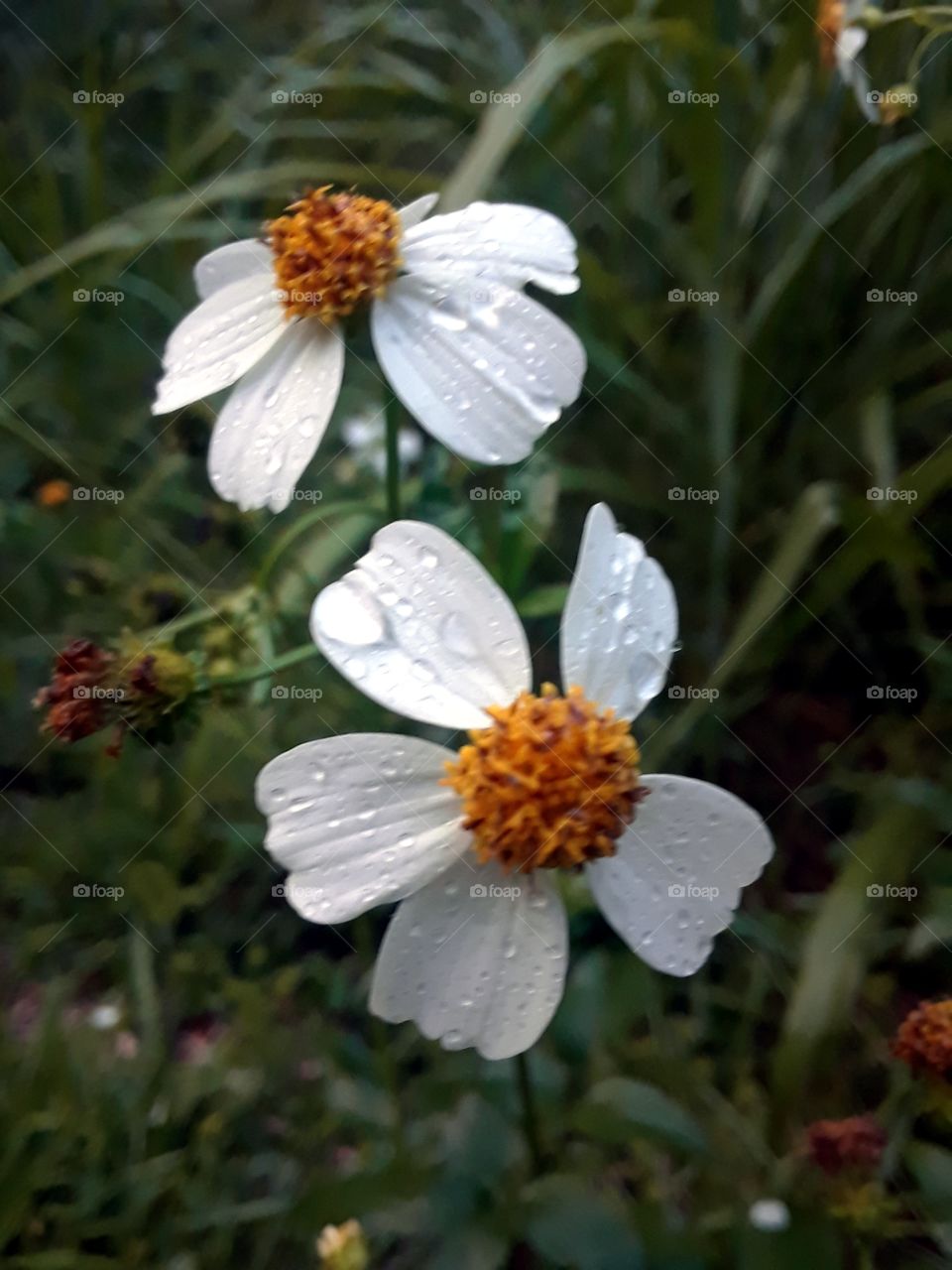 wildflowers white