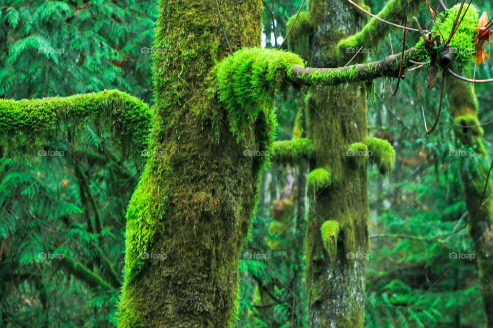 Mother Nature grows glorious rainforests on the Northwest Pacific Coast! These forest are greenest in the winter when the coastal rain falls torrentially! The big giants firs, hemlocks, cedars with their moss & lichens are every shade of green! 💚