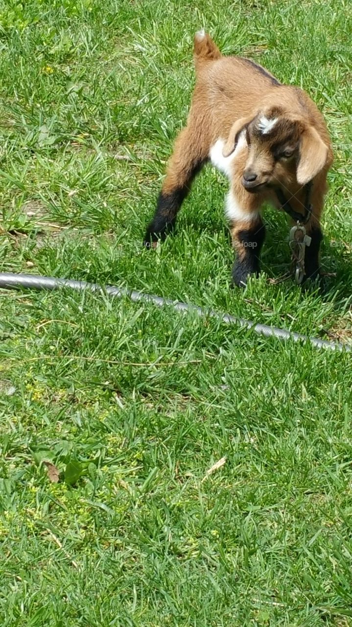Baby Fainting Goat. This is Ritz the fainting goat. He's an orphan so follows people around.