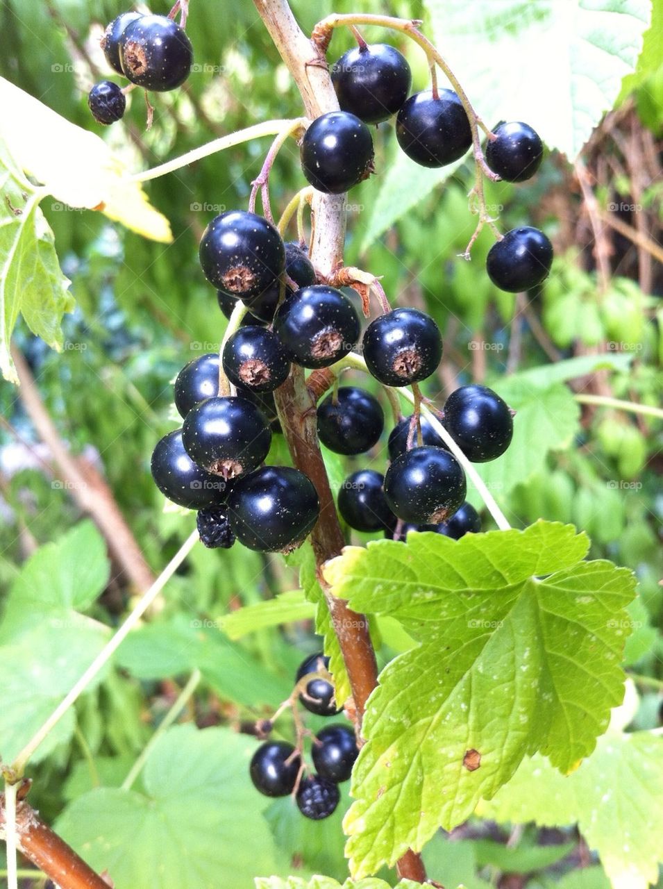 Black currant bush with ripen berries.