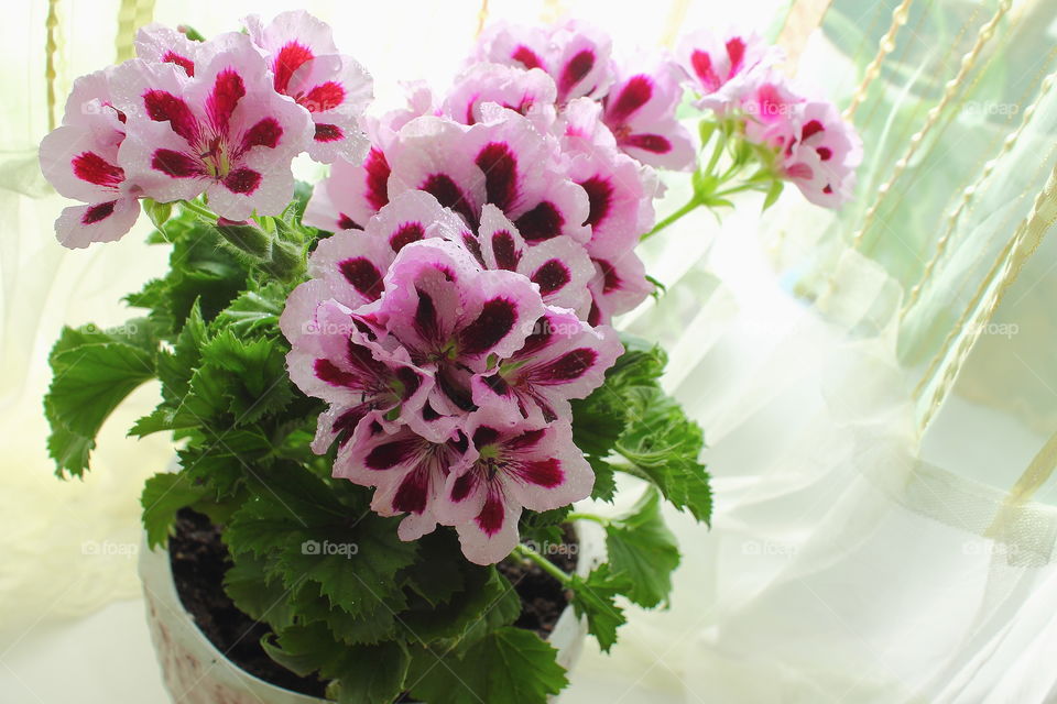 House plants in pots