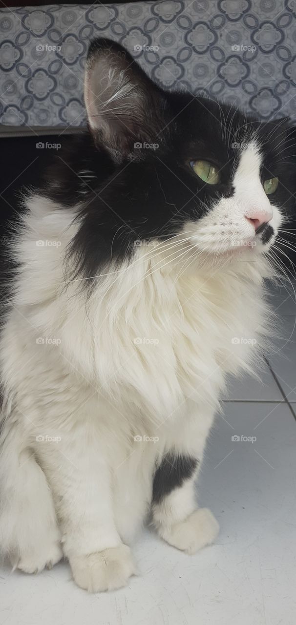 gata flajola linda peluda