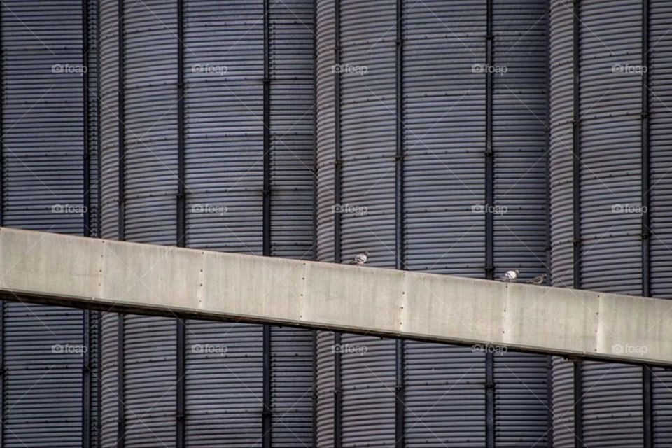 Pigeons walk on a concrete beam in front of a factory building