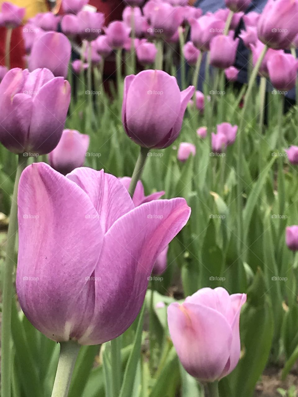 Purple tulips at Tulip Time in Michigan 
