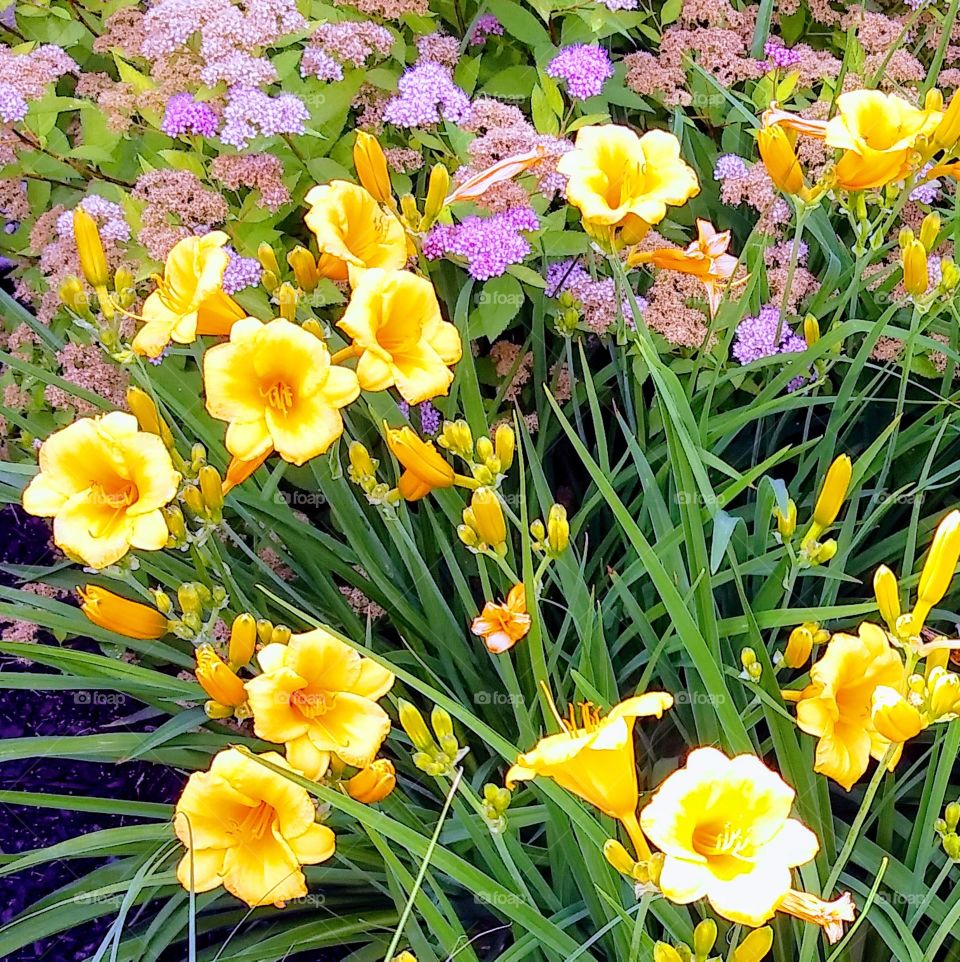 First sign of Spring in my community