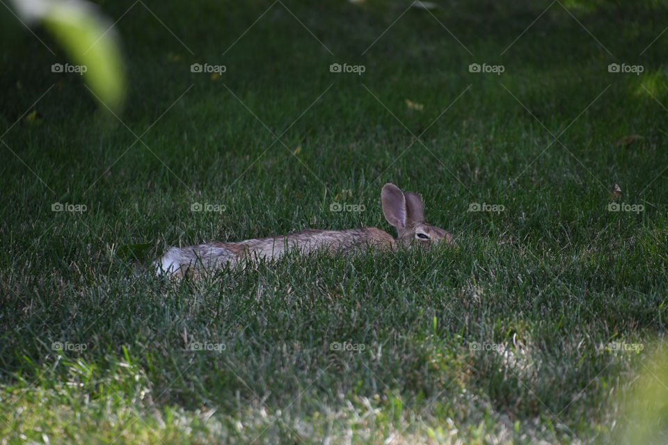 bunny cooling off