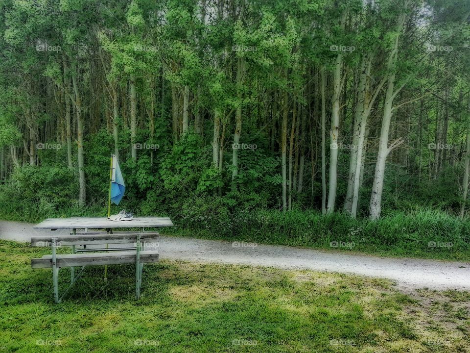 bench by the forest