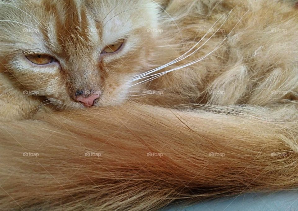 Sleepy cat wants to sleep