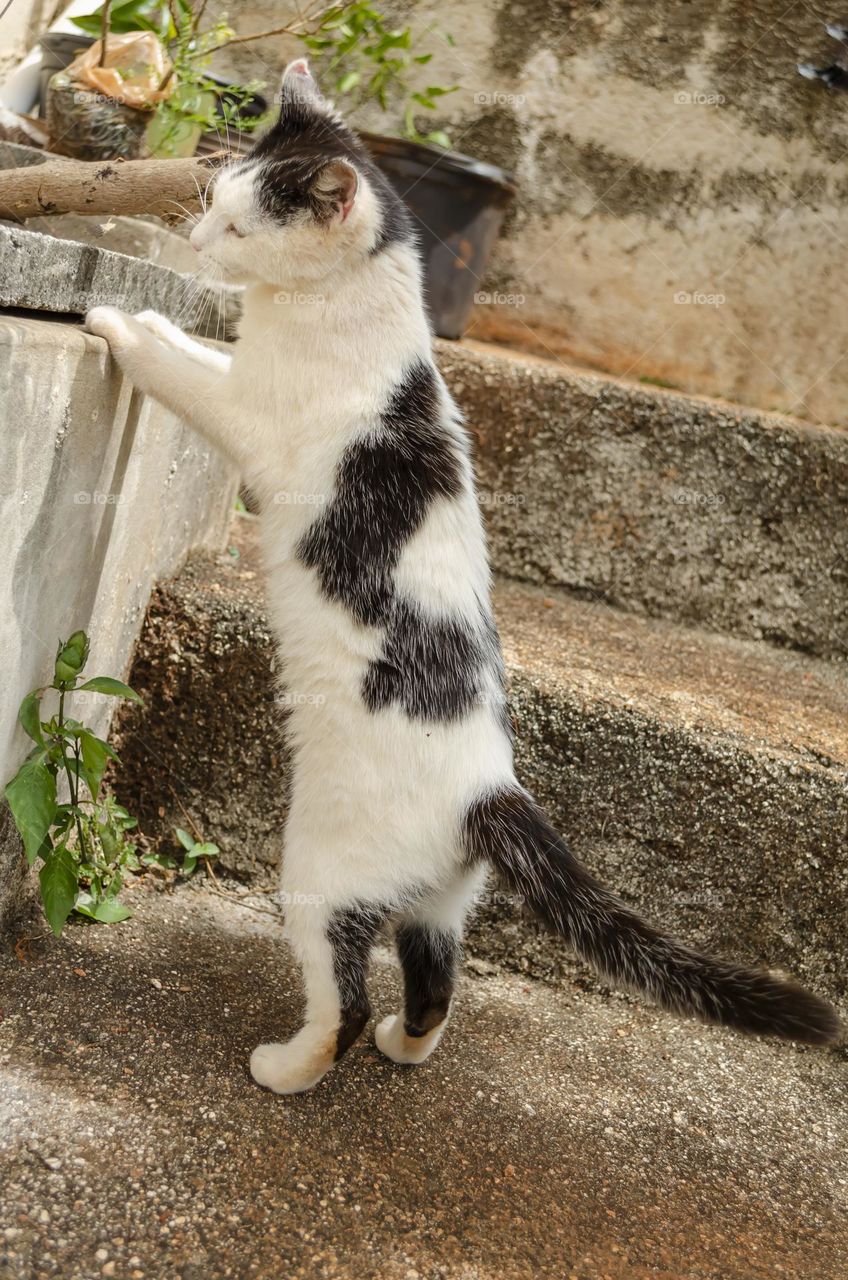 Cat Stretching Up