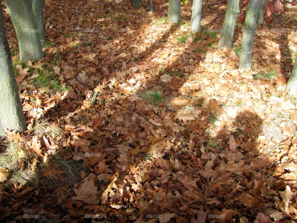 Autumn in the forest