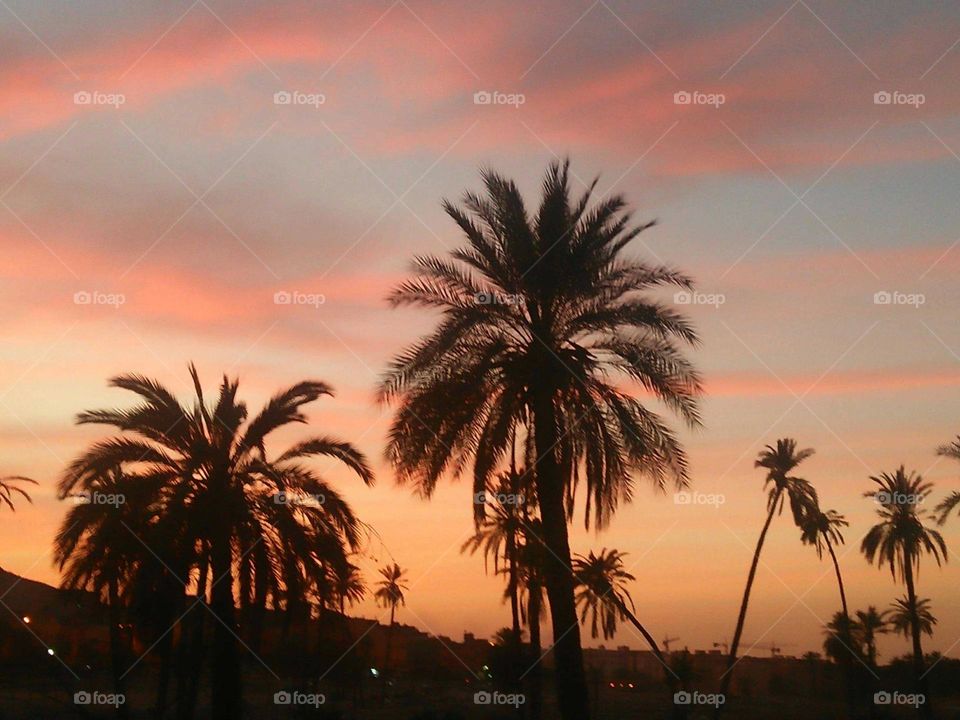 beautiful sunset trough palm trees.