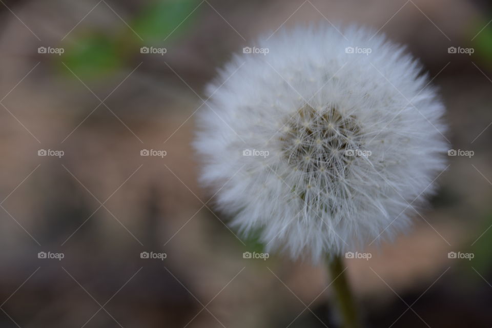 Pusteblume
