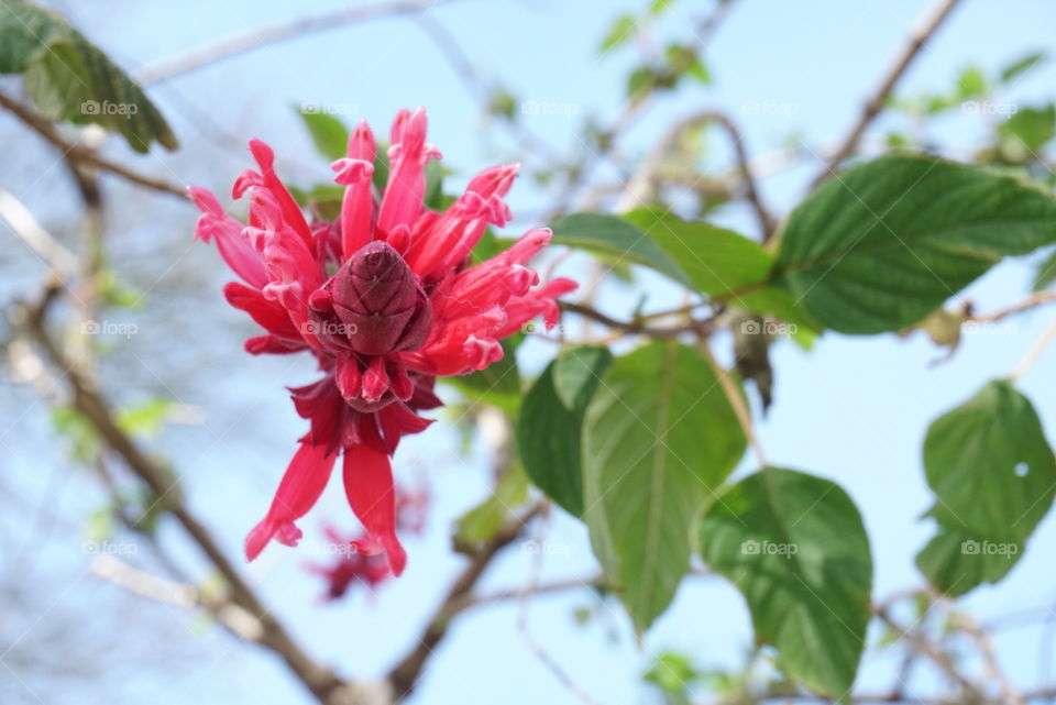 Spring flowers