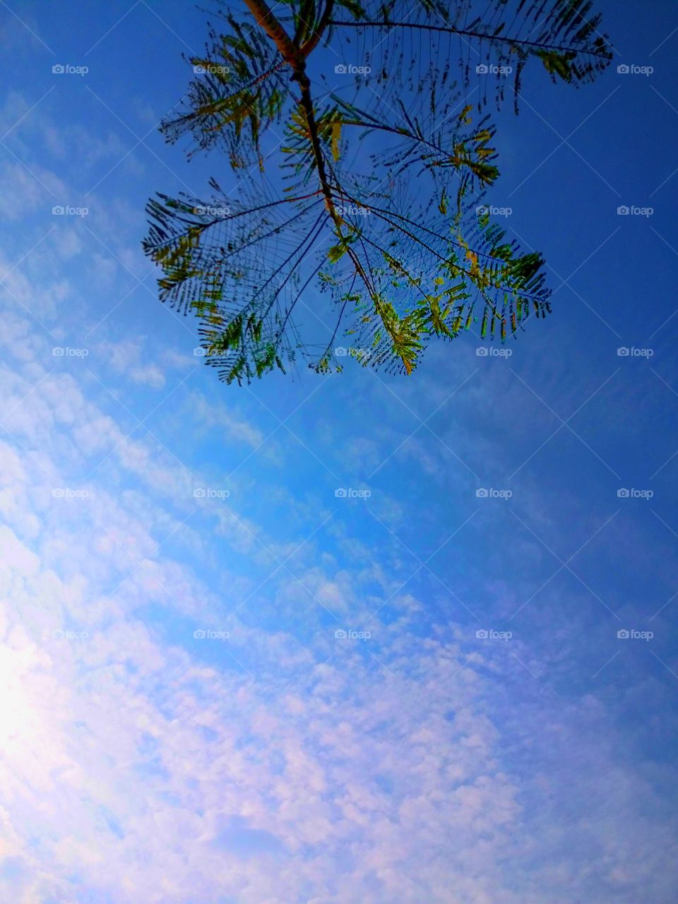 There is a beautiful blue sky. and a beautiful involvement of a some leaf. and a great shades of clouds.