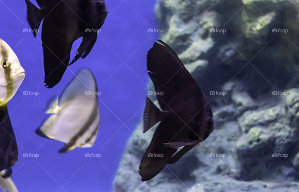 Colorful fish in the sea background the coral , Thailand.