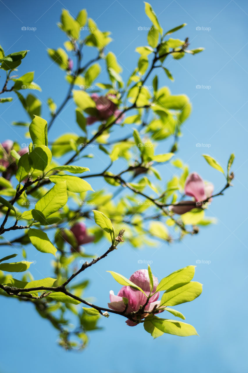 Magnolia flowers 