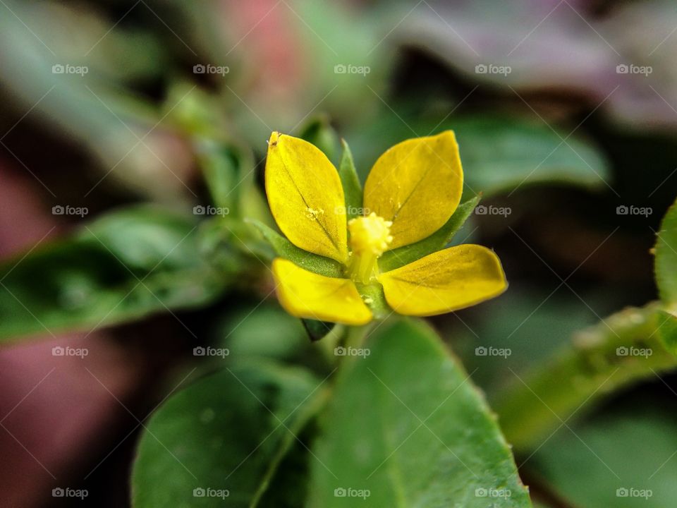 A small beautiful flower 