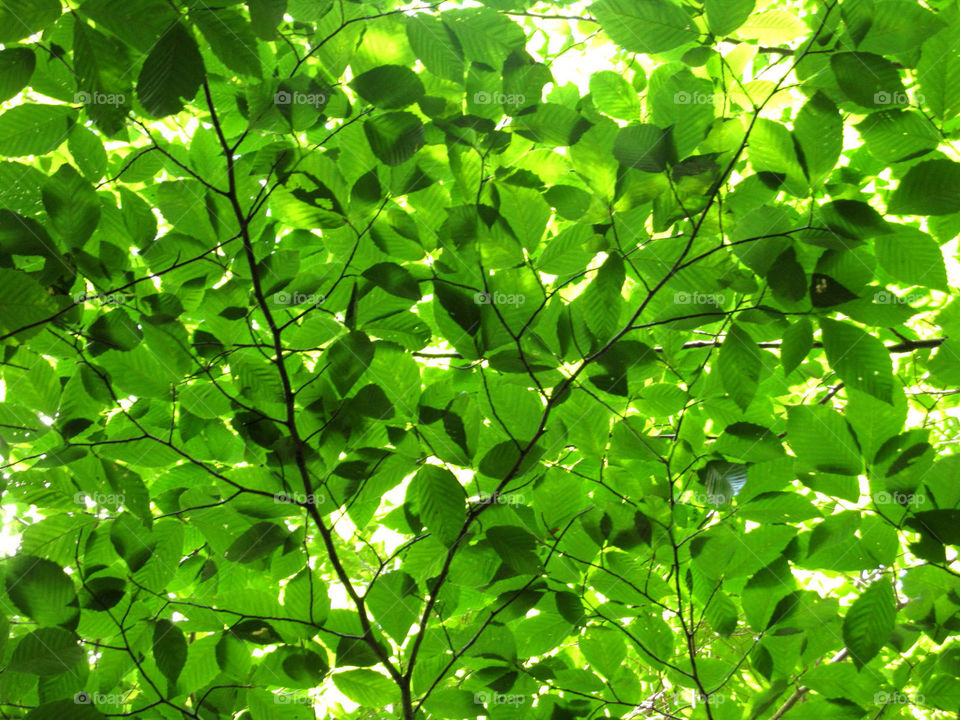 Green Leaves