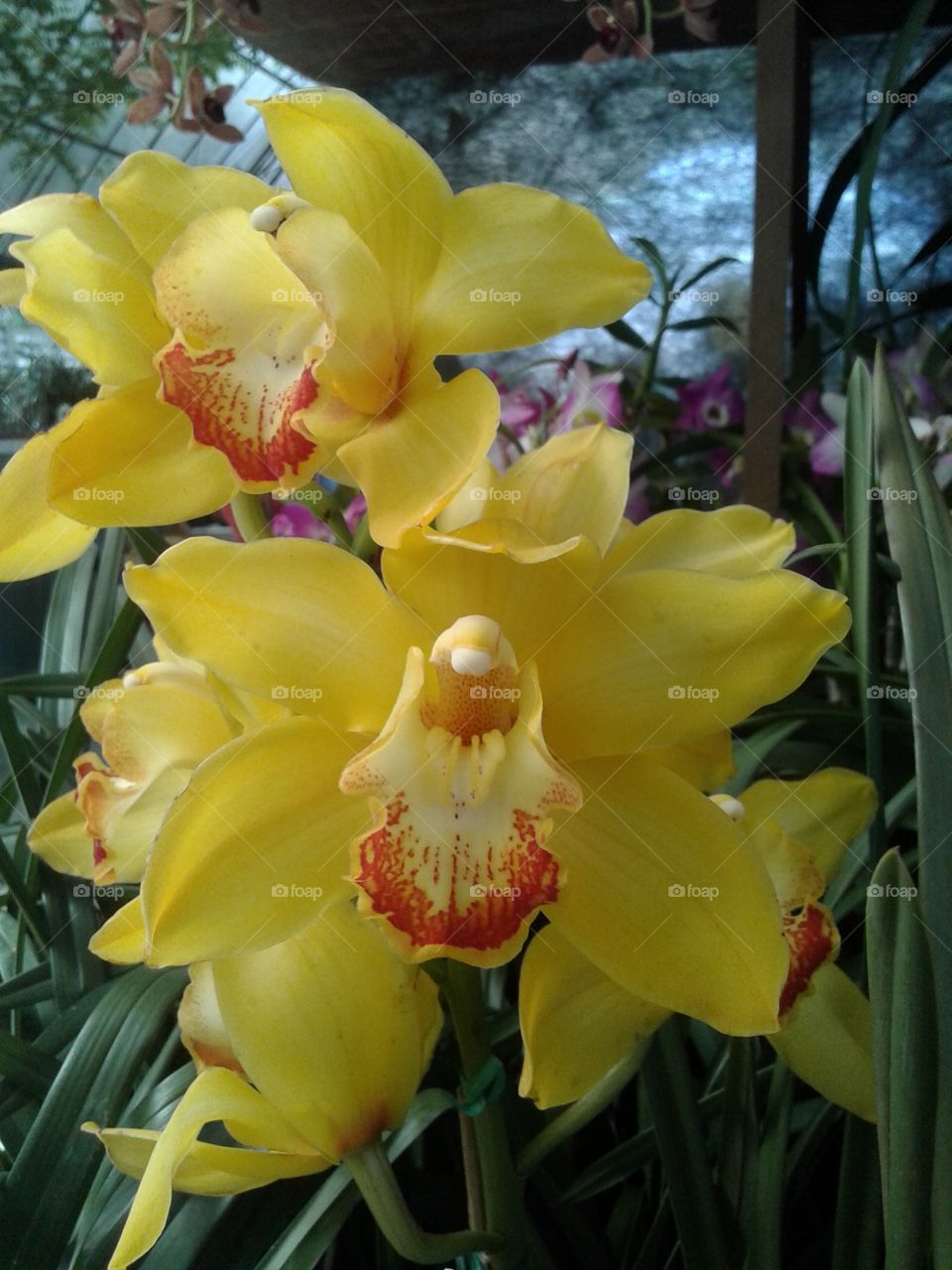 orquídeas Amarela