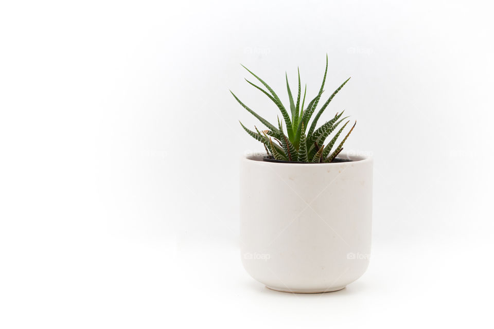 Plant! Image of plant in white pot om white background