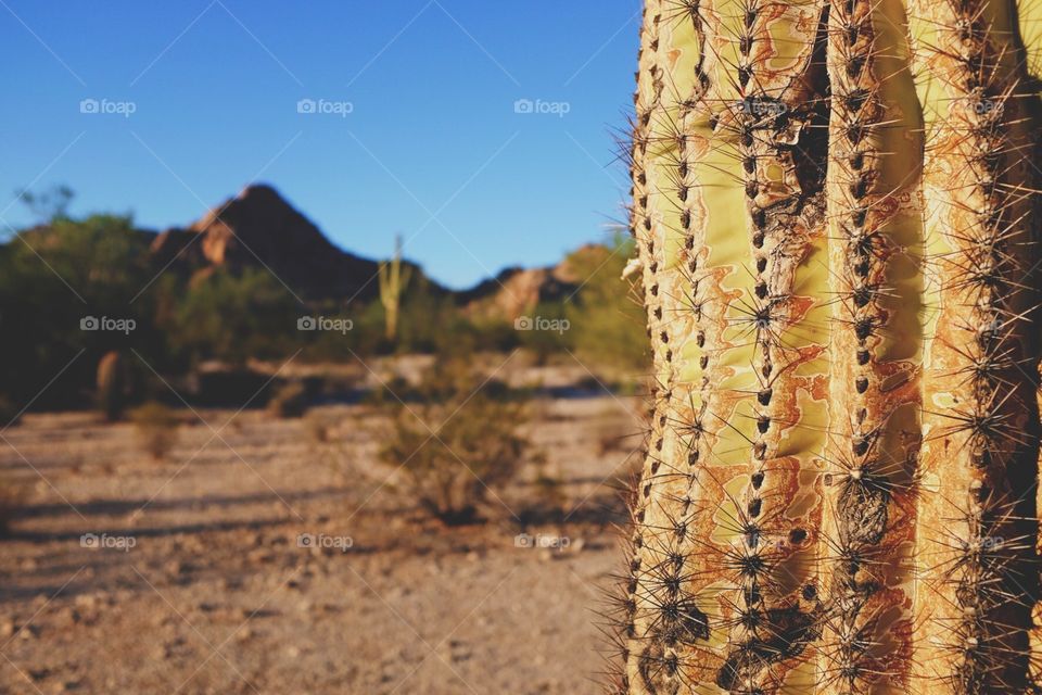 Cactus