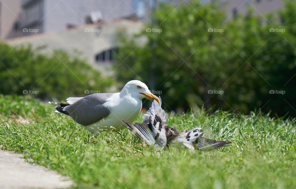 Cannibalism in the city. Seagull eating a Pigeon