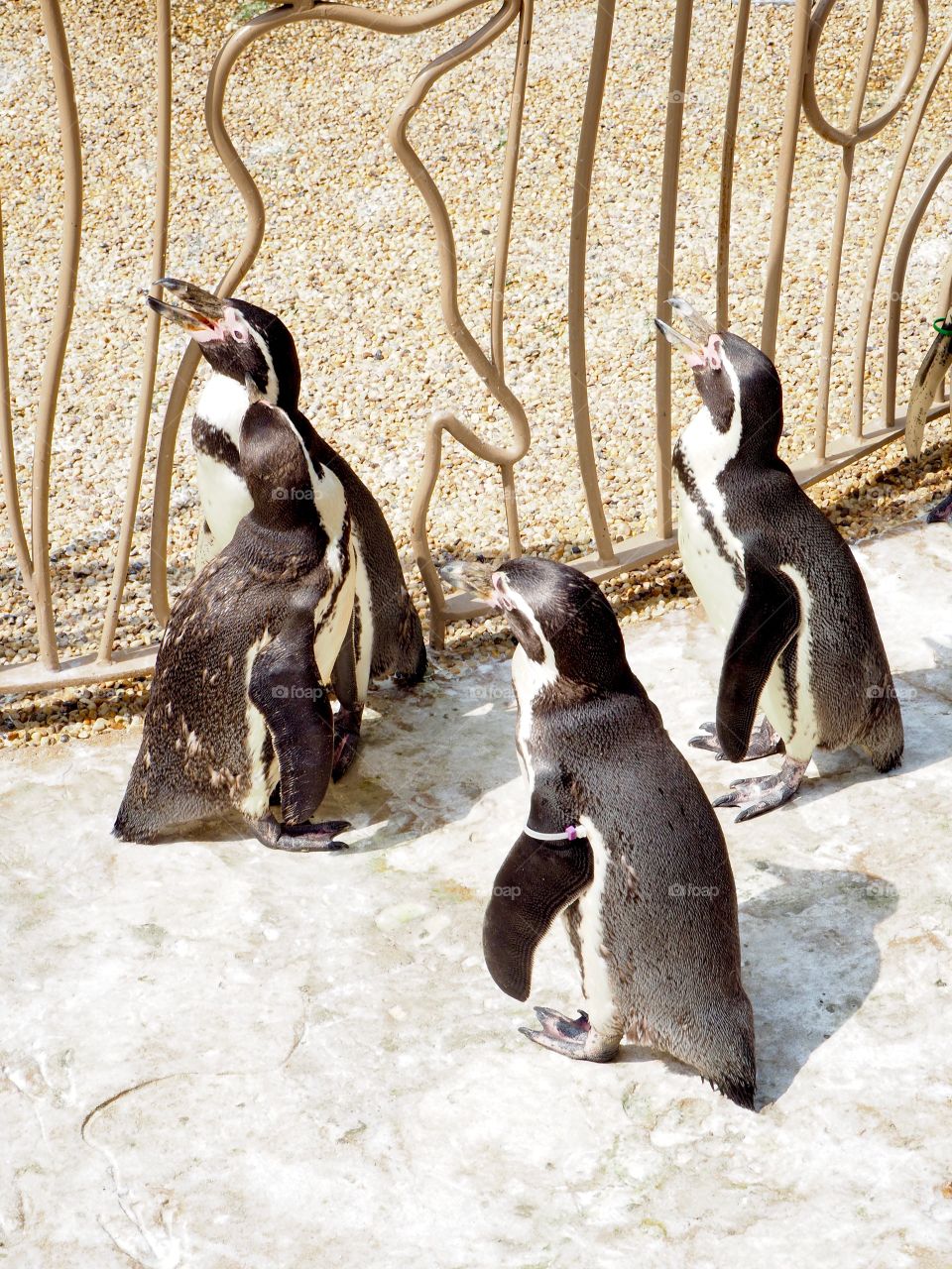 Penguin group