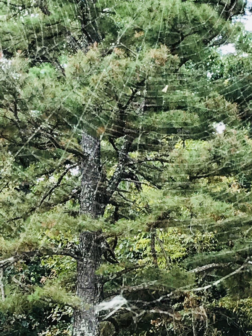 Spider web