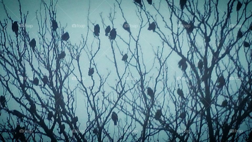 Birds perching on bare tree