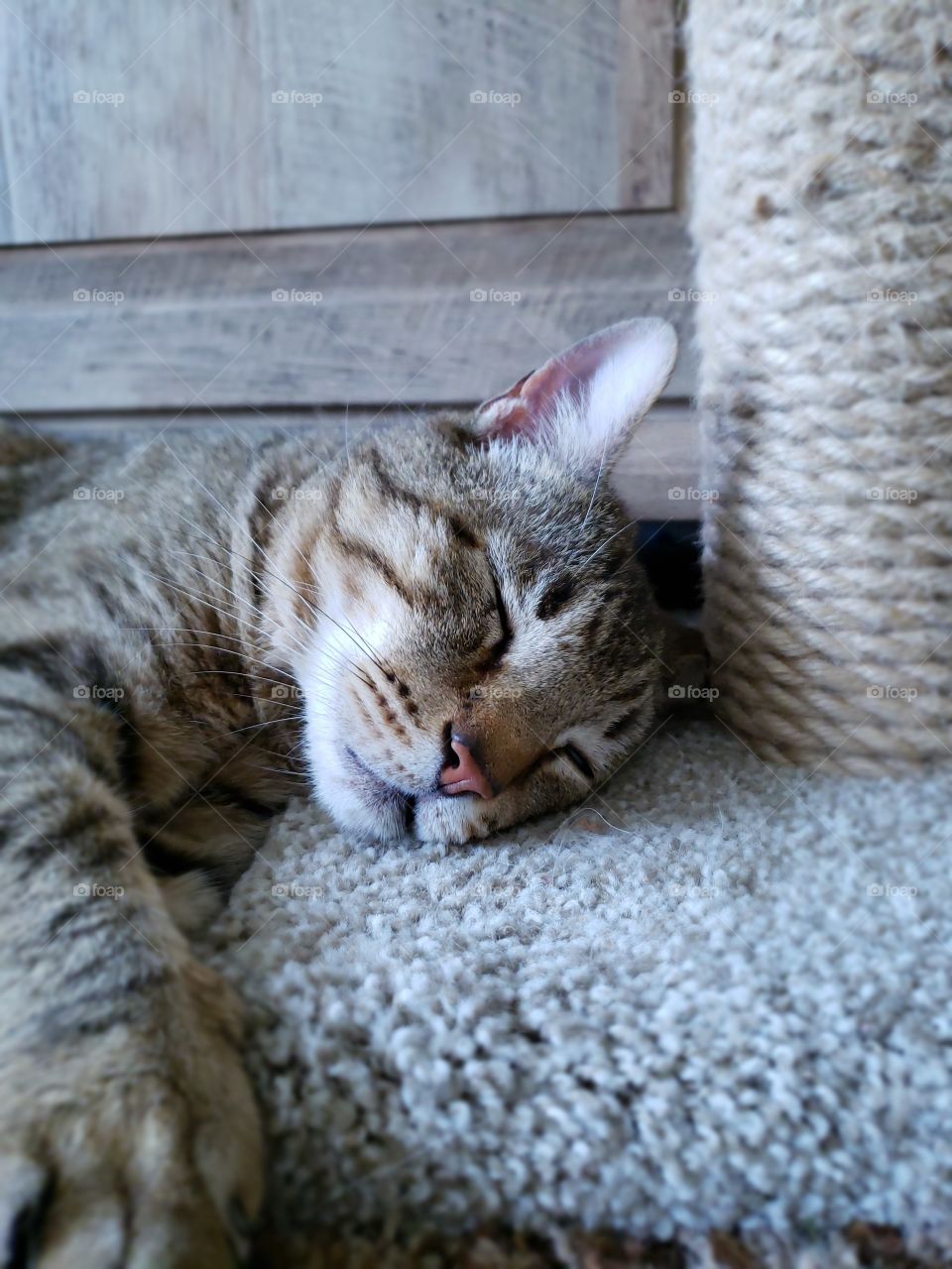 Boo Boo the big old cat