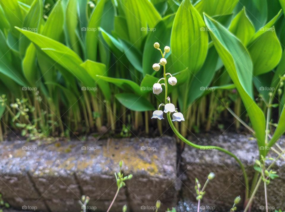 Lily of the valley