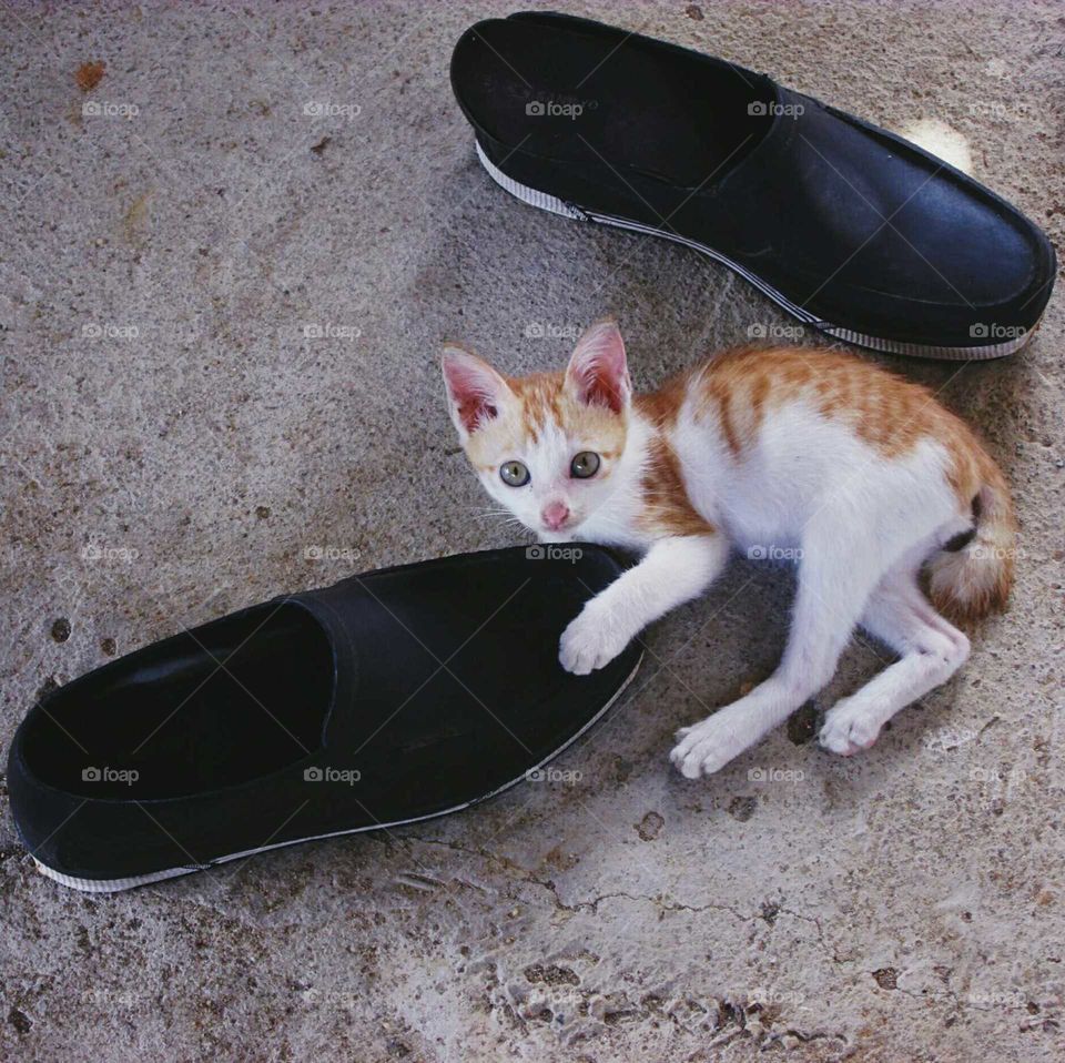 cat lying on shoe