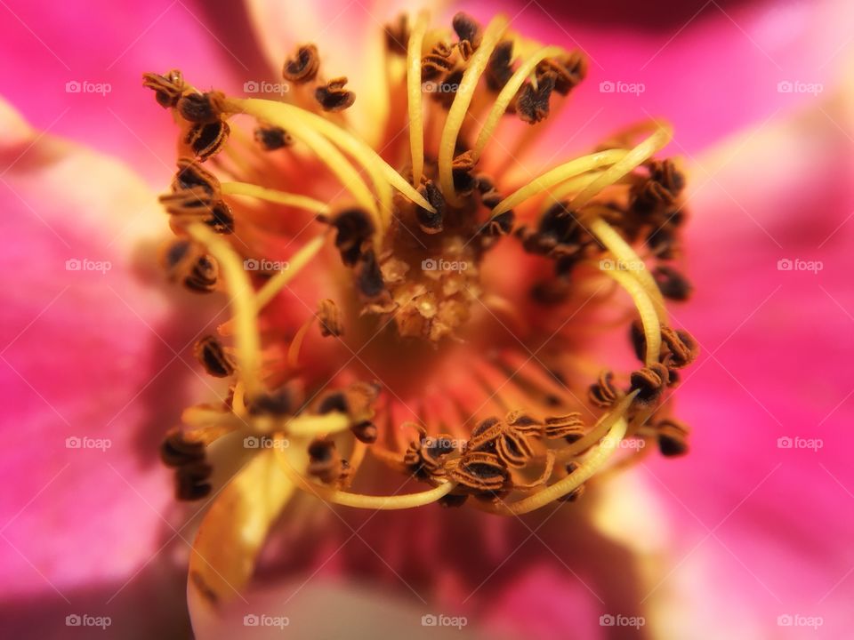Close Up Flower Stamen Stigma Anther