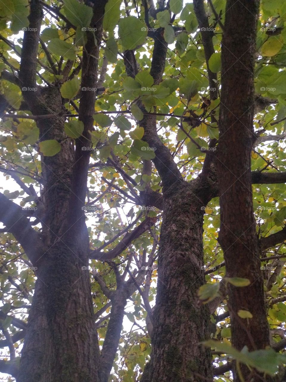 Branches of tree and sunlight