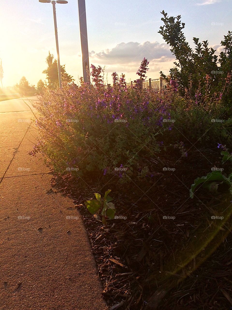 Purple flowers in the sunlight 